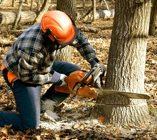 Tree Removal in Evart, MI